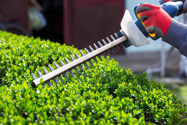 PRECISION TRIMMING: KEEPING GARDEN GUARDS INTACT WITH YOUR HEDGE TRIMMER