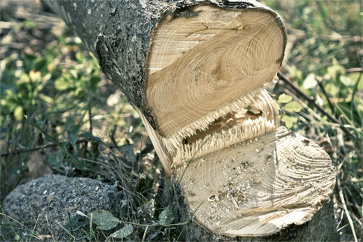 how to fell a tree with a chainsaw